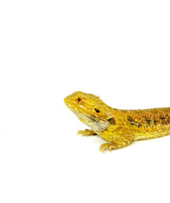 DSC 7893 1024x 247x296