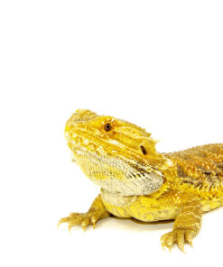 Bearded Dragon Adults (Pogona vitticeps)