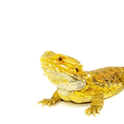 Bearded Dragon Adults (Pogona vitticeps)