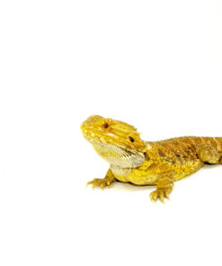 DSC 7895 1024x 247x296