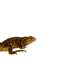 DSC 7913 1024x 247x296