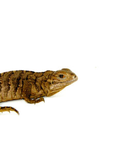 DSC 7914 1024x 247x296