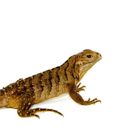 Cuban Rock Iguana Babies (Cyclura nubila)