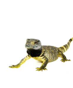 Black Throat Monitor (Varanus albigularis ionidesi)
