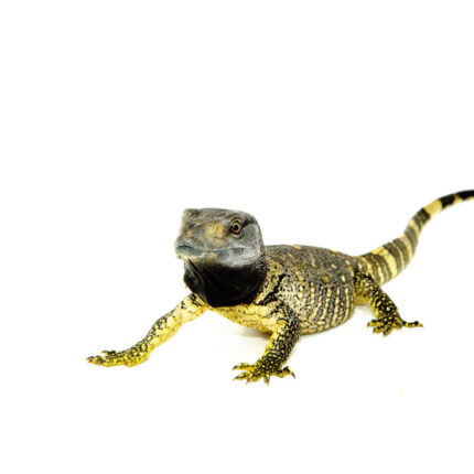 Black Throat Monitor (Varanus albigularis ionidesi)