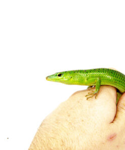 Emerald Tree Skink (Lamprolepis smaragdina)