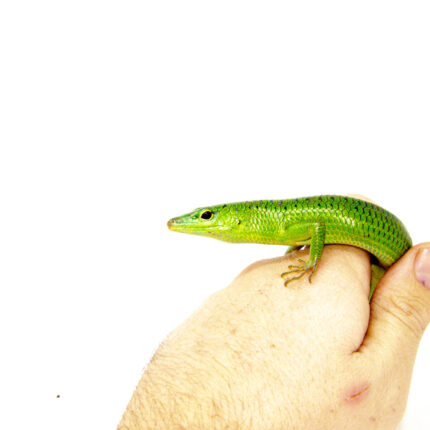 Emerald Tree Skink (Lamprolepis smaragdina)