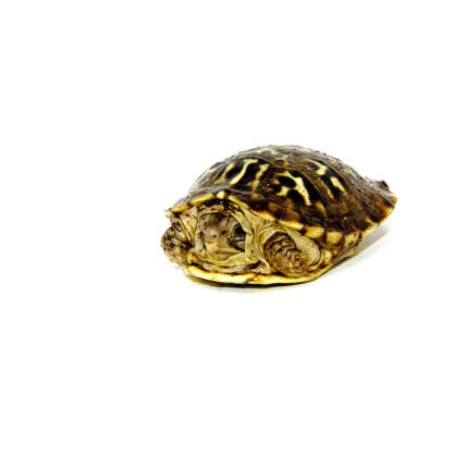 Desert Box Turtle Babies (Terrapene ornata luteola)