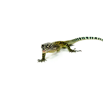 Blue Tail Monitor Babies (Varanus doreanus)