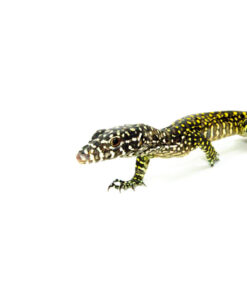 DSC 7960 2 1024x 247x296