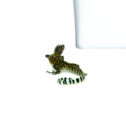 DSC 7961 2 1024x 430x430