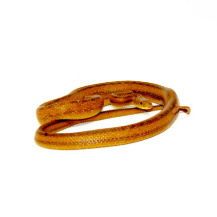 Everglades Rat Snake (Elaphe obsoleta rossalleni)