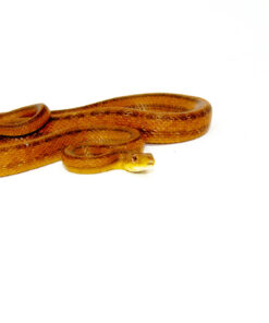 DSC 7970 2 1024x 247x296