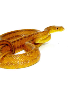 DSC 7971 2 1024x 247x296