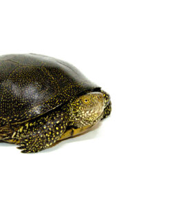 Adult European Pond Turtle (Emys orbicularis)