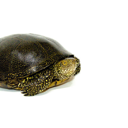 Adult European Pond Turtle (Emys orbicularis)