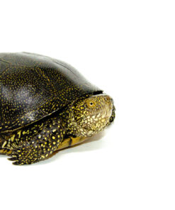 DSC 7980 1024x 247x296