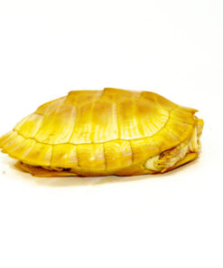 Albino Red-Eared Slider (4-5 inch) (Trachemys scripta elegans)