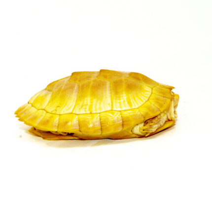 Albino Red-Eared Slider (4-5 inch) (Trachemys scripta elegans)
