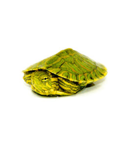 Red Eared Slider Turtles For Sale