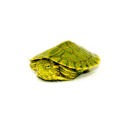 Red Eared Slider Turtles For Sale