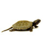 Baby North American Wood Turtle (Glyptemys insculpta) DSC 8126 1024x 100x100