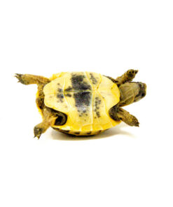 Baby Ilbera Greek Tortoise (Testudo graeca ibera)