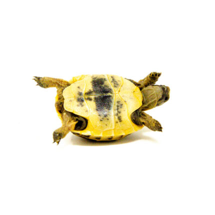 Baby Ilbera Greek Tortoise (Testudo graeca ibera)