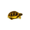 Baby Dalmatian Hermanns Tortoise (Testudo hermanni hercegovinensis)