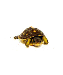 Baby Eastern Box Turtle (Terrapene carolina)