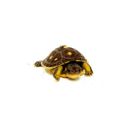 Baby Eastern Box Turtle (Terrapene carolina)