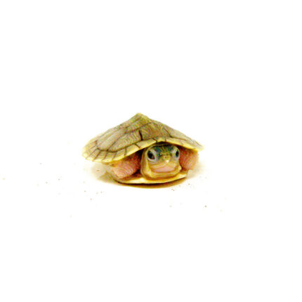 Baby Hybino Red Eared Slider Turtle (Trachemys elegans)