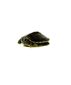 Baby Black Pearl Red Eared Slider Turtle (Trachemys elegans)