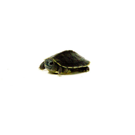 Baby Black Pearl Red Eared Slider Turtle (Trachemys elegans)