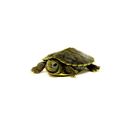 Baby Charcoal Red Eared Slider Turtle (Trachemys elegans)