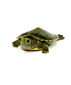 DSC 8187 1024x 247x296