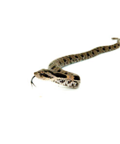 Eastern Hognose Snake (Heterodon platirhinos)