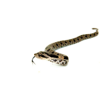 Eastern Hognose Snake (Heterodon platirhinos)