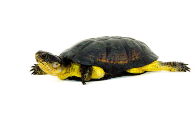 African Dwarf Mud Turtle For Sale