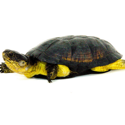 African Dwarf Mud Turtle For Sale