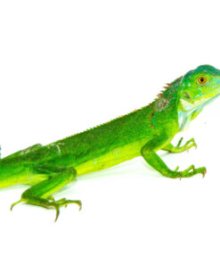 Green Iguana (Iguana iguana)