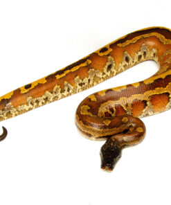 DSC 8299 1024x 247x296