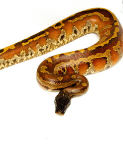 Bangka Blood Python (Python Brongersmai) MALE #1