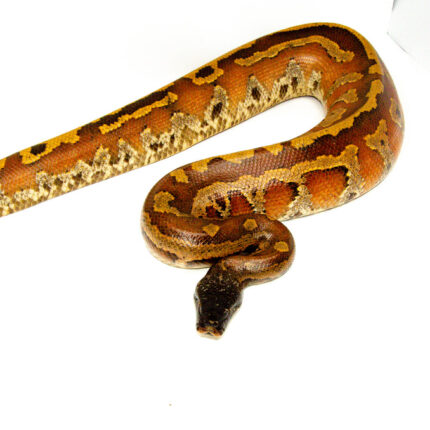 Bangka Blood Python (Python Brongersmai) MALE #1