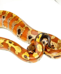 DSC 8302 1024x 247x296