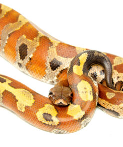 DSC 8303 1024x 247x296