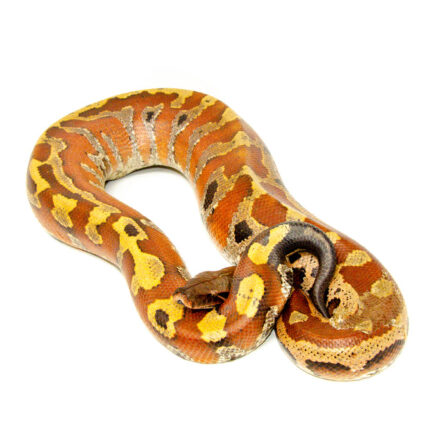 Bangka Blood Python (Python Brongersmai) #BBPF1