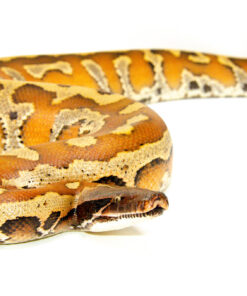 DSC 8310 1024x 247x296