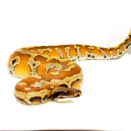 DSC 8311 1024x 430x430