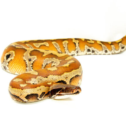 Bangka Blood Python (Python Brongersmai) #BBPM2